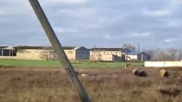 Овцы в Капкарах Ручьи Декабрь 2022 смотреть онлайн