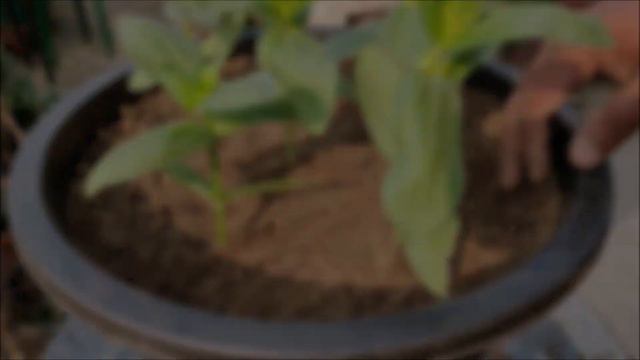 How To Grow Zinnia From Seeds | SEED TO FLOWER смотреть онлайн