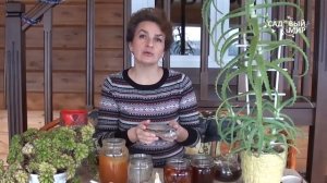 Как выращивать черемшу