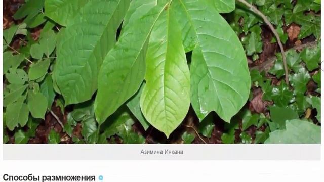 Азимина - вкусная экзотика в саду смотреть онлайн