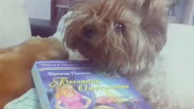 Собака друг человека) смотреть онлайн