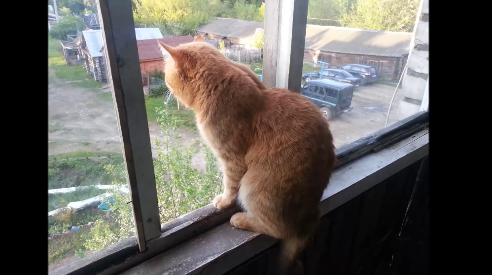 Кошкина радость смотреть онлайн