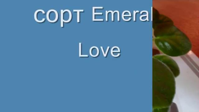 Любимая фиалка-первое цветение.wmv смотреть онлайн