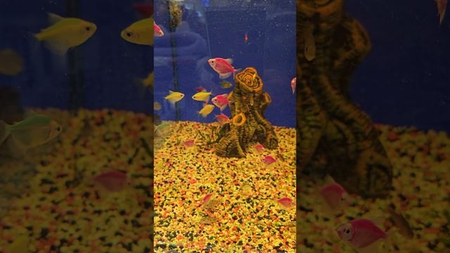 Аквариум смотреть онлайн