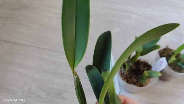 Орхидейные новички от Schwerter и Ten Shin Gardens смотреть онлайн