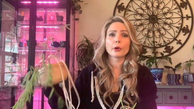 Best Way To Propagate Hoya Linearis смотреть онлайн