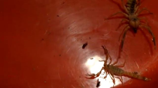 Верблюжий паук ПРОТИВ ядовитого скорпиона Camel spider VS poisonous scorpion смотреть онлайн