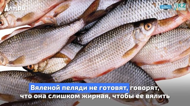 MADE IN EAST KAZAKHSTAN: Пелядь Бухтарминская смотреть онлайн