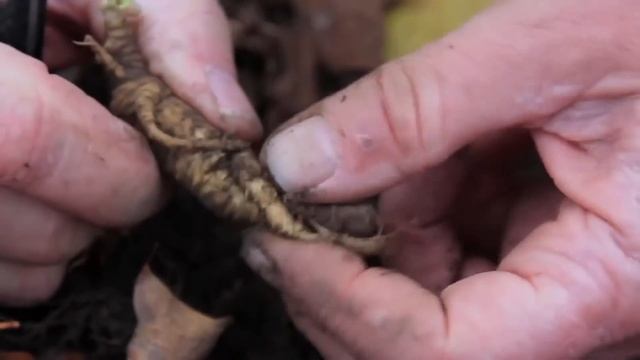 Напиток с пептидами женьшень «MULTI POWER»