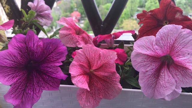 Petunia Hybrida Mix seeds Mixed Colors смотреть онлайн