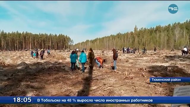 День посадки леса смотреть онлайн