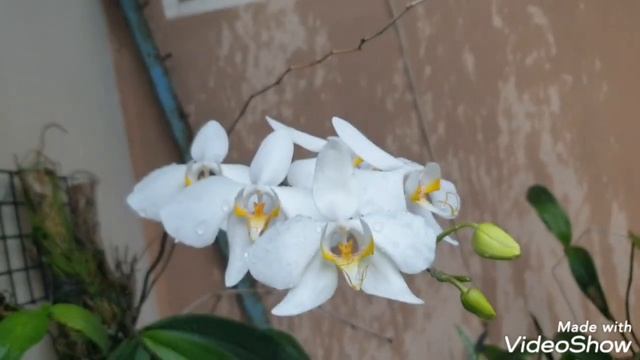 Classic Phalaenopsis Amabilis смотреть онлайн