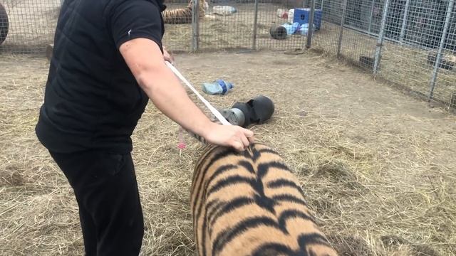 Коты в цифрах !) смотреть онлайн