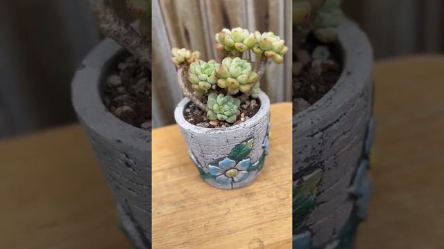 Succulents ( SEDUM) смотреть онлайн