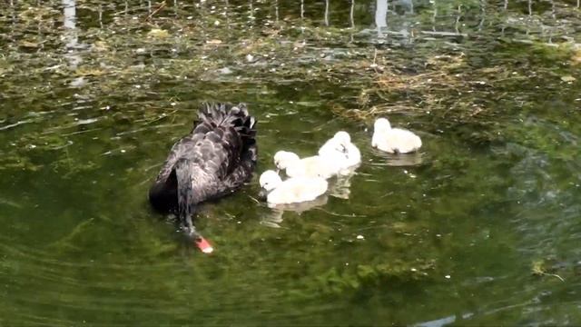 ЛЕБЕДИ В ПРУДУ С МАЛЫШАМИ смотреть онлайн