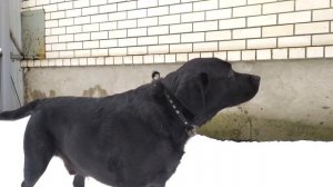 Лабрадор лает