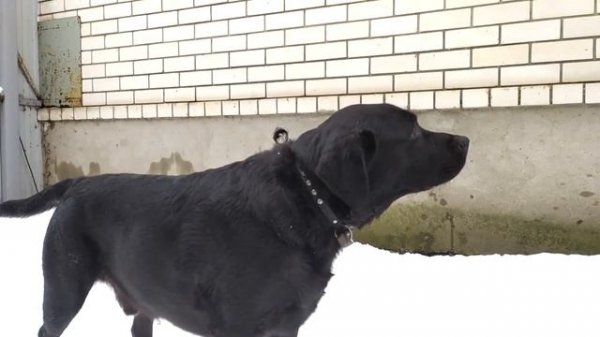 Лабрадор лает