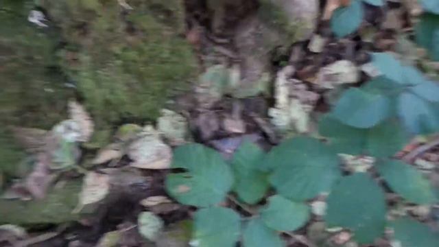 Pacific Northwest polypore fungi October 27th 2019 смотреть онлайн