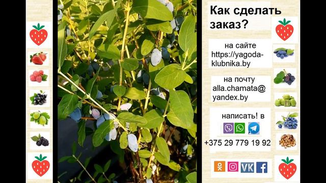 Жимолость Блю Треже (Голубое сокровище) смотреть онлайн