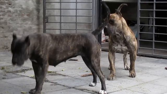 DOGO CANARIO URUGUAY ( PRESA CANARIO ) смотреть онлайн