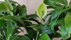 Спатифиллум, Зелёные Цветы Причина