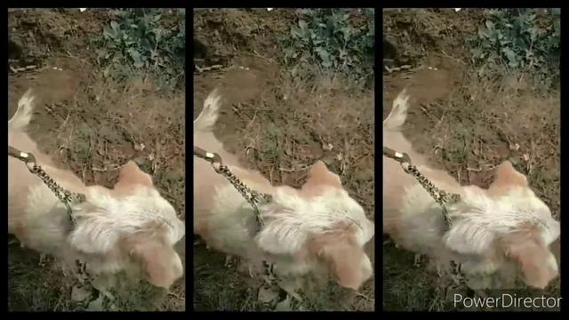 VLOG #2 | собачка вернулась🐶💕, мой день, я ветеринар😂 смотреть онлайн