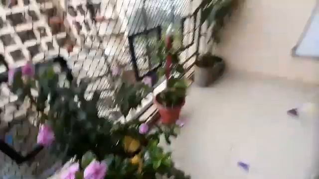 I found mushroom in my house смотреть онлайн