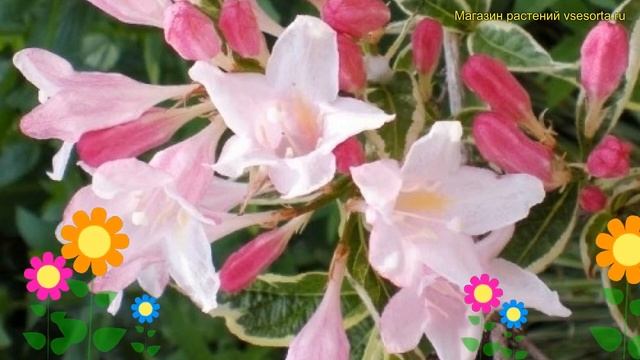 Вейгела гибридная Сплендид. Краткий обзор, описание характеристик weigela hybrida Splendid смотреть онлайн