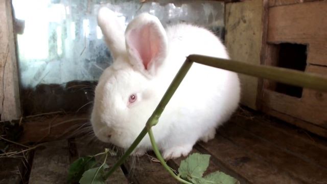 новозеландский белый кролик 4 мес . смотреть онлайн