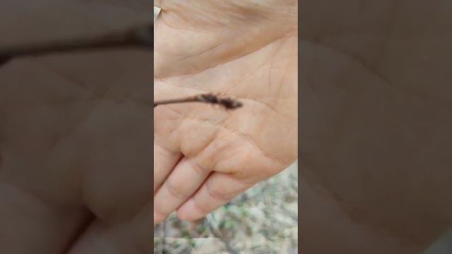 Ранняя весна. Клещи пришли в движение. смотреть онлайн