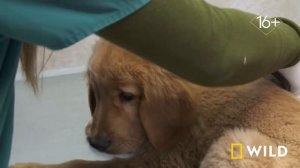 Dr. Pole _ Доктор Пол - прием животных ветеринаром