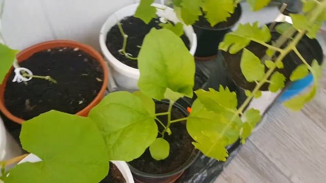 10.06.21г. огород на балконе, помидорки появляются;) смотреть онлайн