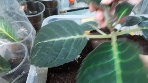 Что делать, когда глоксиния отцвела.