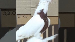 Это самые красивые породы голубей