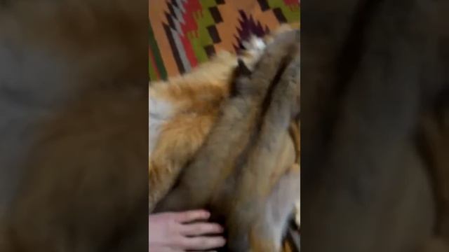 Шкурки ЛИС и куницы!) смотреть онлайн