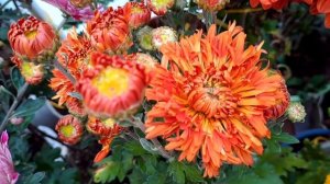 БАЛ МОИХ ХРИЗАНТЕМ. ЧАСТЬ 1. КОРЕЙСКИЕ ЗИМОСТОЙКИЕ СОРТА.