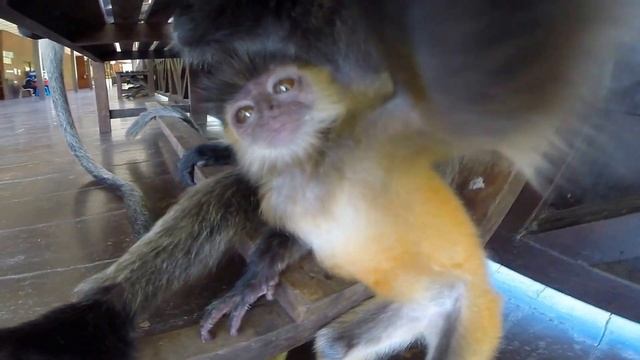 HD BORNEO Silver Leaf Monkeys