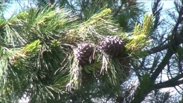 Делай То, Что Воплощает Мечты