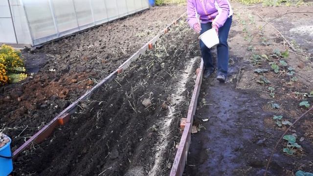 ЧЕСНОК | ПРАВИЛА ПОСАДКИ | Секреты выращивания чеснока смотреть онлайн