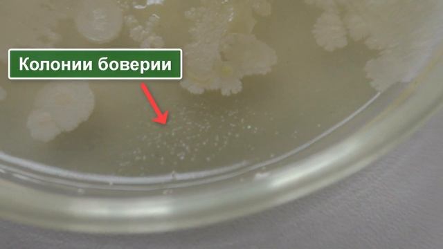 Биопрепараты от вредителей: в поисках боверии. Обзор препарата Боверия Бассиана (Биоабсолют) смотреть онлайн