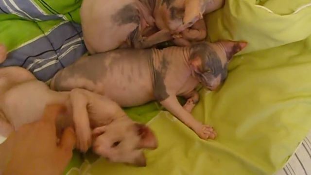 Котята породы Донской сфинкс смотреть онлайн