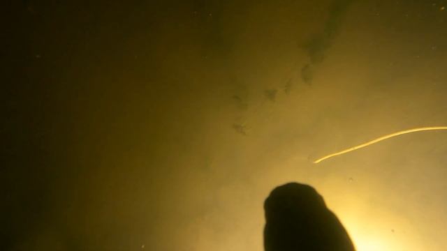 ПОДВОДНАЯ ОХОТА ТУМАН ОСЕНЬ В ПОЛНОМ РАЗГАРЕ!!! смотреть онлайн