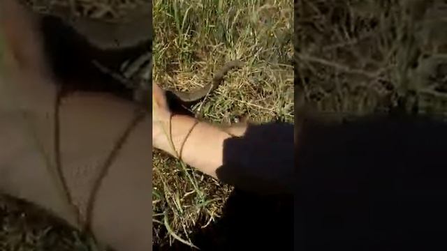 Дразним желтобрюха