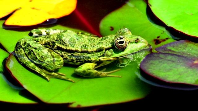 Как квакает лягушка | песни лягушек на болоте | кваканье лягушек в природе смотреть онлайн