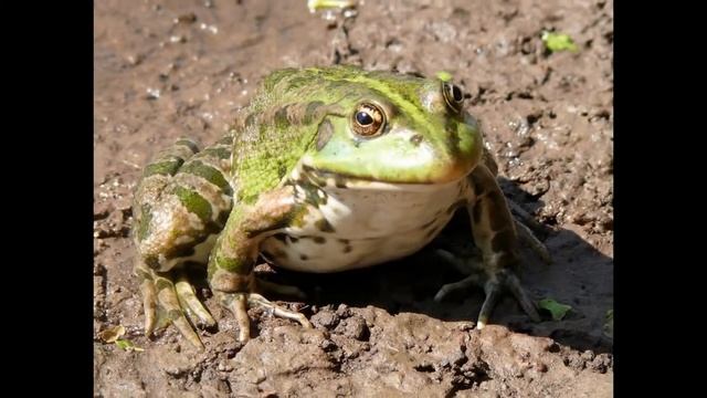 Природа Республики Марий Эл смотреть онлайн