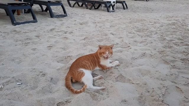 Оксидентал Шарджа Гранд отель. Пляжные киски. #occidental_grand_sharjah_hotel #galina-podleskikh смотреть онлайн