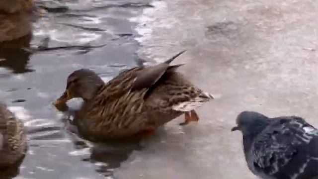 В саратовский Городской парк прилетела стая уток смотреть онлайн