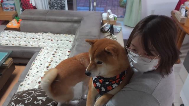 ハロウィンパーティで実家の柴犬が暴走したようです。。 смотреть онлайн