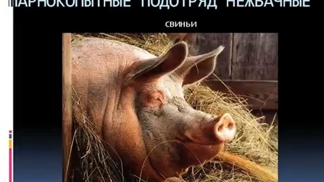 Отряд Китообразные.AVI смотреть онлайн