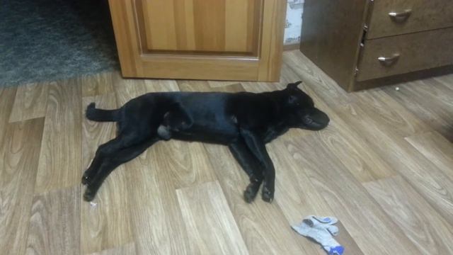 Прикол с псом) смотреть онлайн